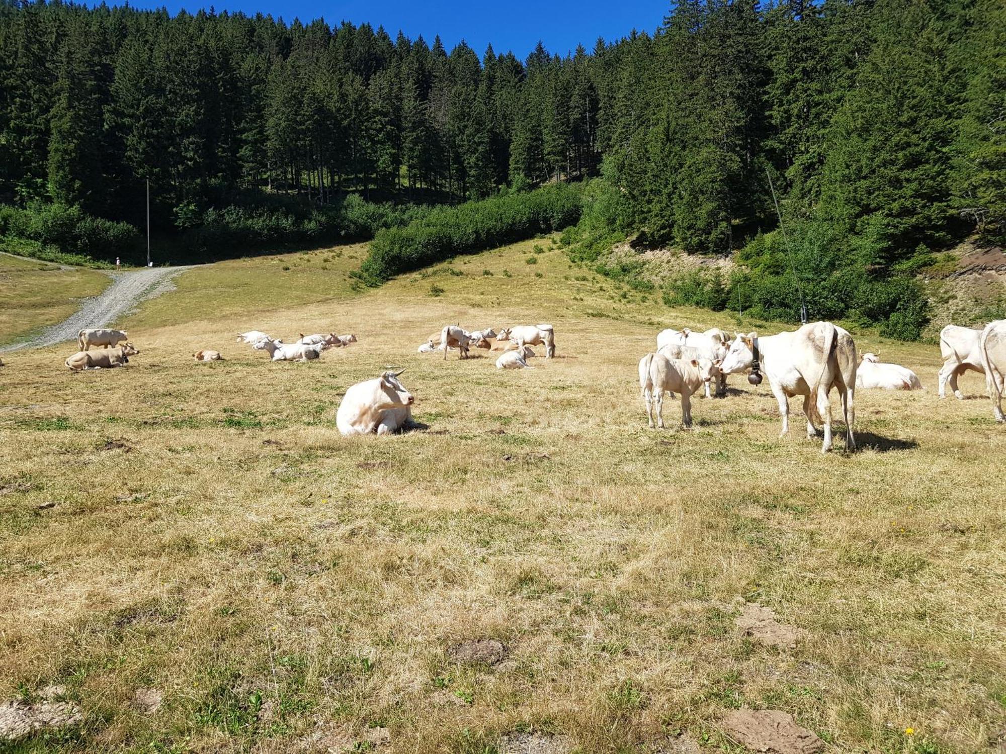 Les 7 Laux Immobilier Chalet E Prapoutel Luaran gambar